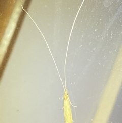 Leptoceridae sp. (family) (Long-horned caddisfly) at QPRC LGA - 13 Jan 2022 by Steve_Bok