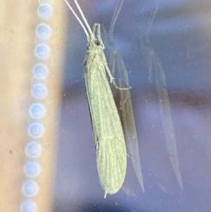 Leptoceridae sp. (family) at Jerrabomberra, NSW - 13 Jan 2022