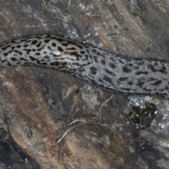 Limax maximus (Leopard Slug, Great Grey Slug) at QPRC LGA - 9 Jan 2022 by jbromilow50