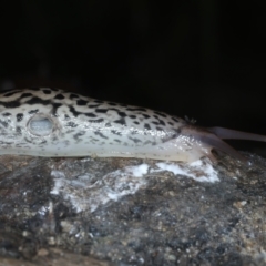 Limax maximus at Mulloon, NSW - 10 Jan 2022 10:00 AM