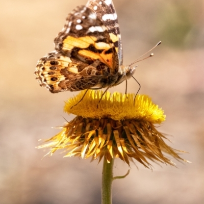 Vanessa kershawi (Australian Painted Lady) at Wingecarribee Local Government Area - 16 Nov 2021 by Aussiegall