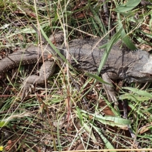 Pogona barbata at Cook, ACT - suppressed