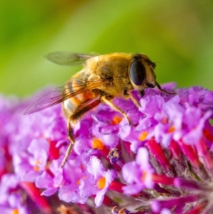 Eristalis tenax at Penrose, NSW - 1 Jan 2022