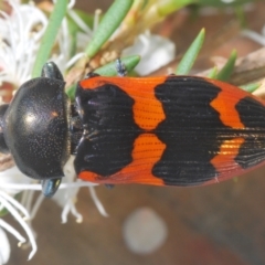 Castiarina bremei (A jewel beetle) at Cotter River, ACT - 13 Jan 2022 by Harrisi