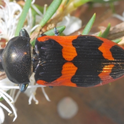 Castiarina bremei (A jewel beetle) at Lower Cotter Catchment - 13 Jan 2022 by Harrisi