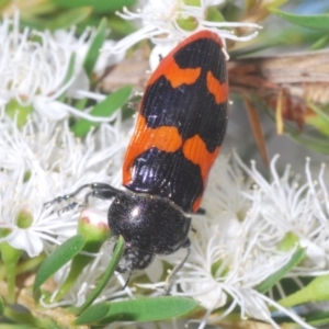 Castiarina bremei at Cotter River, ACT - 13 Jan 2022