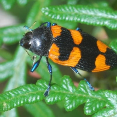 Castiarina thomsoni (A jewel beetle) at Brindabella National Park - 13 Jan 2022 by Harrisi