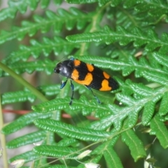 Castiarina thomsoni at Uriarra, NSW - 13 Jan 2022 11:27 AM