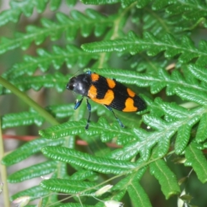 Castiarina thomsoni at Uriarra, NSW - 13 Jan 2022