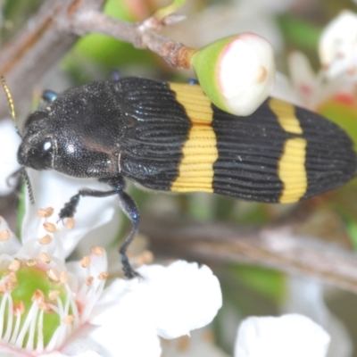 Castiarina bifasciata (Jewel beetle) at Lower Cotter Catchment - 12 Jan 2022 by Harrisi
