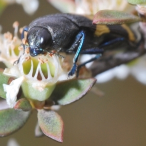 Castiarina bifasciata at Cotter River, ACT - 13 Jan 2022