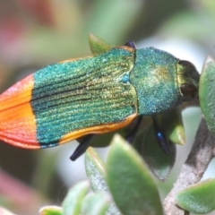 Castiarina kerremansi (A jewel beetle) at Uriarra, NSW - 13 Jan 2022 by Harrisi