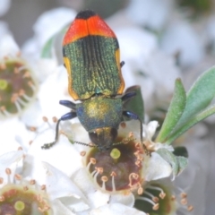 Castiarina kerremansi at Uriarra, NSW - 13 Jan 2022 01:13 PM