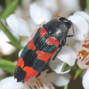 Castiarina kershawi at Cotter River, ACT - 13 Jan 2022