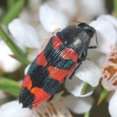 Castiarina kershawi (A jewel beetle) at Cotter River, ACT - 12 Jan 2022 by Harrisi
