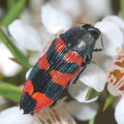 Castiarina kershawi (A jewel beetle) at Cotter River, ACT - 12 Jan 2022 by Harrisi