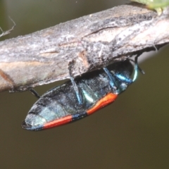 Castiarina kershawi at Cotter River, ACT - 13 Jan 2022