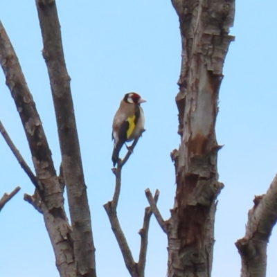 Carduelis carduelis (European Goldfinch) at Jerrabomberra Wetlands - 13 Jan 2022 by RodDeb