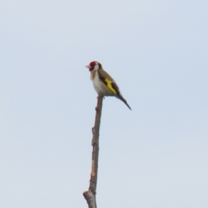 Carduelis carduelis at Fyshwick, ACT - 13 Jan 2022