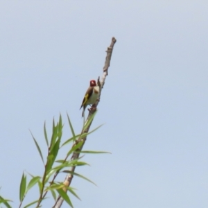 Carduelis carduelis at Fyshwick, ACT - 13 Jan 2022