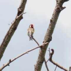 Carduelis carduelis at Fyshwick, ACT - 13 Jan 2022