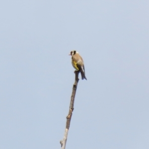 Carduelis carduelis at Fyshwick, ACT - 13 Jan 2022