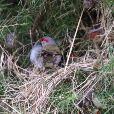 Neochmia temporalis (Red-browed Finch) at Fyshwick, ACT - 13 Jan 2022 by RodDeb