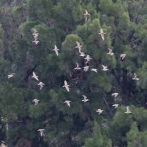 Gallinago hardwickii at Fyshwick, ACT - 13 Jan 2022