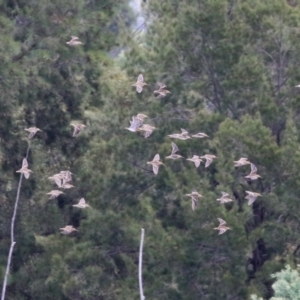 Gallinago hardwickii at Fyshwick, ACT - 13 Jan 2022