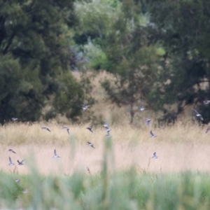 Gallinago hardwickii at Fyshwick, ACT - 13 Jan 2022