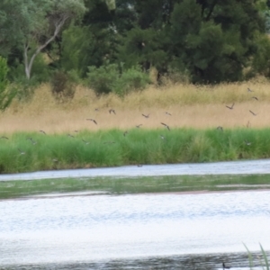 Gallinago hardwickii at Fyshwick, ACT - 13 Jan 2022