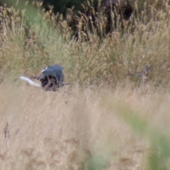 Gallinago hardwickii at Fyshwick, ACT - 13 Jan 2022