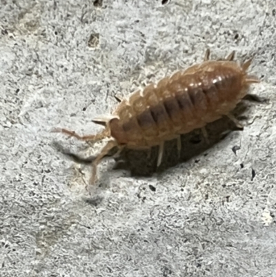 Armadillidium vulgare (Slater bug, woodlouse, pill bug, roley poley) at Pialligo, ACT - 13 Jan 2022 by FeralGhostbat