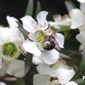 Leioproctus sp. (genus) at Cook, ACT - 13 Jan 2022