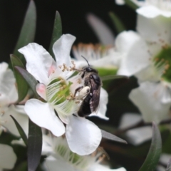 Leioproctus sp. (genus) at Cook, ACT - 13 Jan 2022