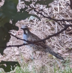 Cinclosoma punctatum (Spotted Quail-thrush) at Lake George, NSW - 14 Jan 2022 by MPennay