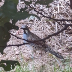 Cinclosoma punctatum (Spotted Quail-thrush) at Lake George, NSW - 13 Jan 2022 by MPennay