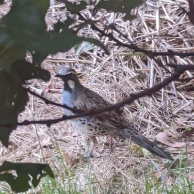 Cinclosoma punctatum (Spotted Quail-thrush) at Lake George, NSW - 14 Jan 2022 by MPennay