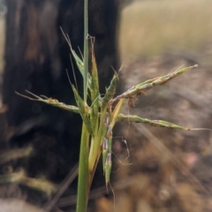 Cymbopogon refractus (Barbed-wire Grass) at Lake George, NSW - 7 Jan 2022 by MPennay