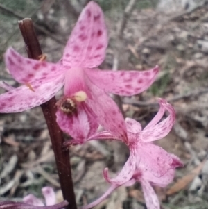 Dipodium roseum at Corang, NSW - 12 Jan 2022