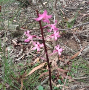 Dipodium roseum at Corang, NSW - suppressed