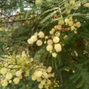 Acacia mearnsii at Corang, NSW - 12 Jan 2022 12:23 PM