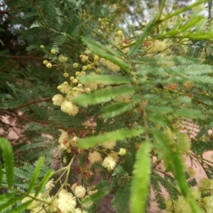 Acacia mearnsii at Corang, NSW - 12 Jan 2022 12:23 PM