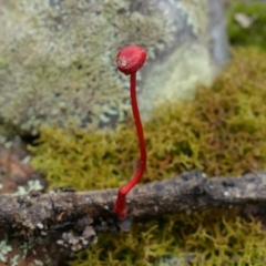 Unidentified Cap on a stem; gills below cap [mushrooms or mushroom-like] at Yerriyong, NSW - 13 Jan 2022 by RobG1