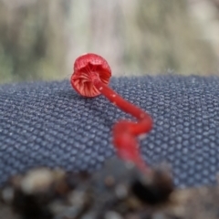 Cruentomycena viscidocruenta at Yerriyong, NSW - 13 Jan 2022 02:36 PM