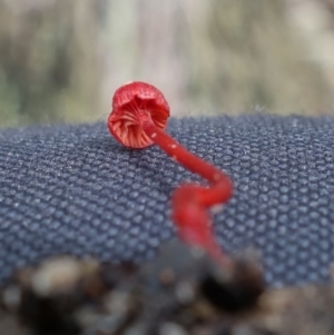 Cruentomycena viscidocruenta at Yerriyong, NSW - 13 Jan 2022