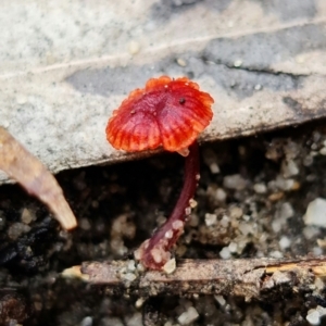 Cruentomycena viscidocruenta at Yerriyong, NSW - 13 Jan 2022