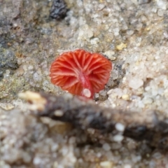 Cruentomycena viscidocruenta at Yerriyong, NSW - 13 Jan 2022 02:36 PM