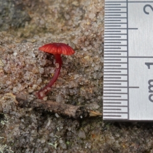 Cruentomycena viscidocruenta at Yerriyong, NSW - 13 Jan 2022