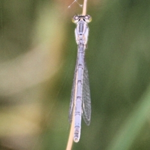 Ischnura heterosticta at Urila, NSW - 11 Jan 2022